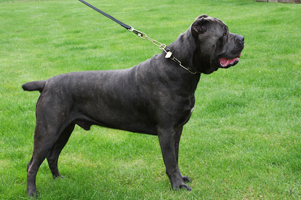 cane corso old world